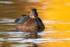 WoodDuckHen-769.jpg