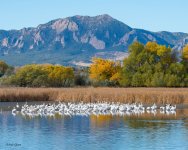 PelicanLots-770.jpg