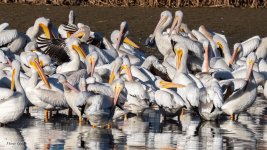 PelicanLots-771.jpg