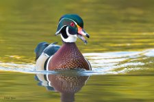 WoodDuckTalking-772.jpg