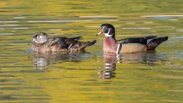 WoodDuckPair-770.jpg