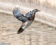 WoodDuckFlight-770.jpg