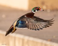 WoodDuckFlight-771.jpg