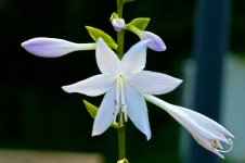 Another Hostra Blossom.jpg