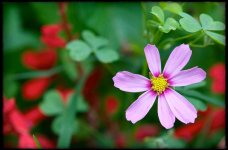 216-pink flower.jpg