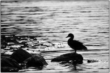 217-duck.jpg