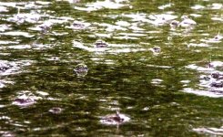 218-rain.jpg