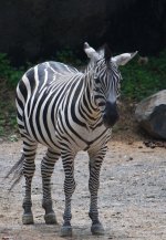 219-Zebra.jpg