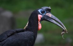 bird with frog sm.jpg