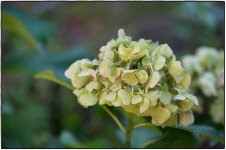 221-hydrangea.jpg