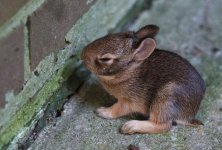 222-Bunny.jpg