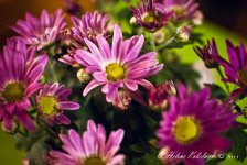 _SSC0121-Edit.jpg