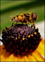 hover_macro2v.jpg