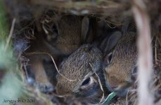 223-baby bunnies.jpg