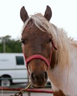 DSC_4443-1-1.jpg