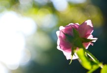 226-rose.jpg