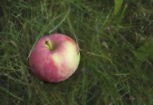 fallen pomme.jpg