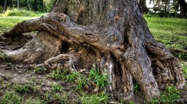 DSC_4531_2_3_tonemapped-1-1.jpg