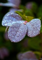 Dewy Diamonds.jpg