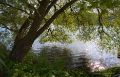 Sous-l'arbre.jpg