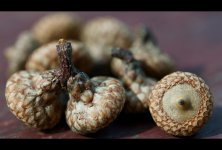 231-acorns.jpg