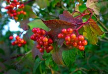 little fall fruits.jpg