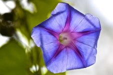 Sweet Pea Blossom 2.jpg