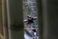 frog.jpg