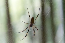 spider.jpg