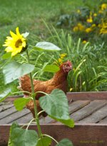 Chicken.jpg