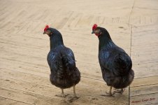 poulettes.jpg