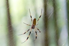 spidercopy.jpg