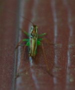 234-Grasshopper.jpg