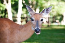 Deer-7a.jpg