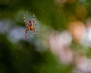 DSC_6604-1-1.jpg