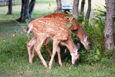 Deer-10a.jpg