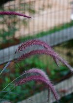 236-Grass.jpg