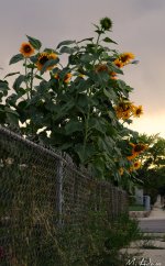 sunflowers 82411 (2).jpg