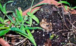 Frog-2.jpg