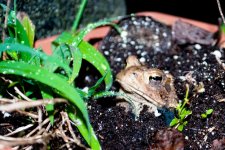 Frog-1.jpg