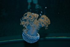 Peanut Butter & Jellyfish.jpg