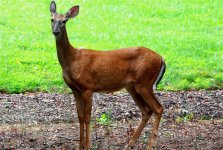 239-Deer.jpg