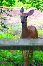 deer2pp2 sm.jpg