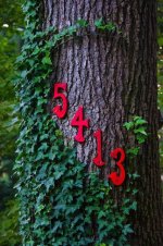 240-Tree.jpg