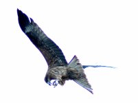 black_kite1.jpg