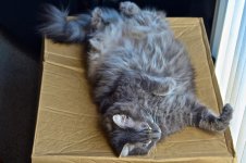 Tabby Cat.jpg