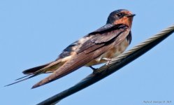 DSC_6772.jpg