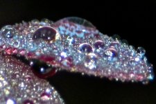 Bling Bling.jpg