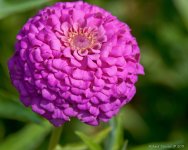 DSC_6965-1-1.jpg