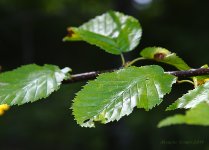 _MCC6245.jpg